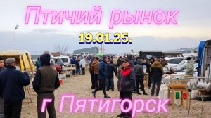 Голуби цены Птичий рынок г Пятигорск