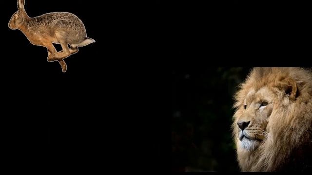 Top 10 fastest animals.ഏറ്റവും വേഗത്തിൽ ഓടുന്ന 10 ജീവികൾ смотреть онлайн
