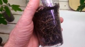 Подкормка рассады.  Не мучайтесь!