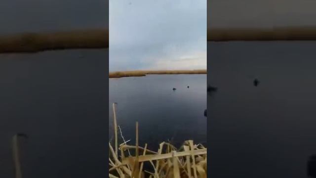 Несколько минут с охоты на уток 2020 смотреть онлайн