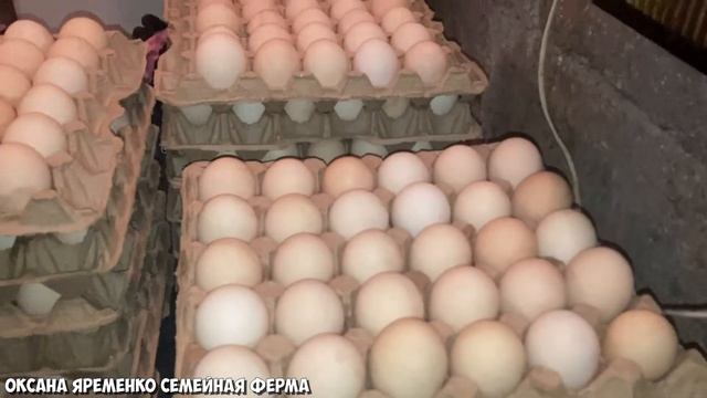 ИНКУБАЦИЯ очень грязного бройлерного яйца / ВЫГОДНО или нет? / ИТОГИ смотреть онлайн