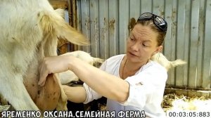 Шишки в вымени. Но не мастит!