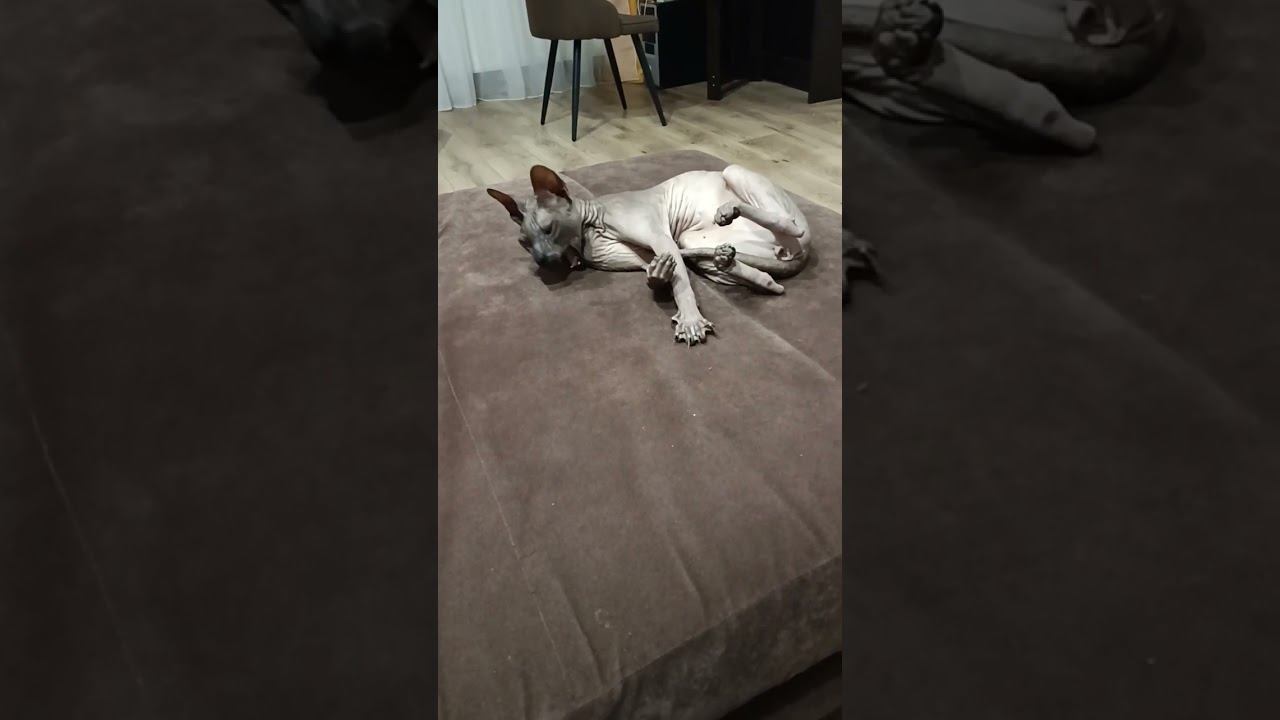 как научить кота команде НЕЛЬЗЯ смотреть онлайн