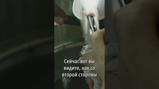 Получение Черной икры s6 смотреть онлайн