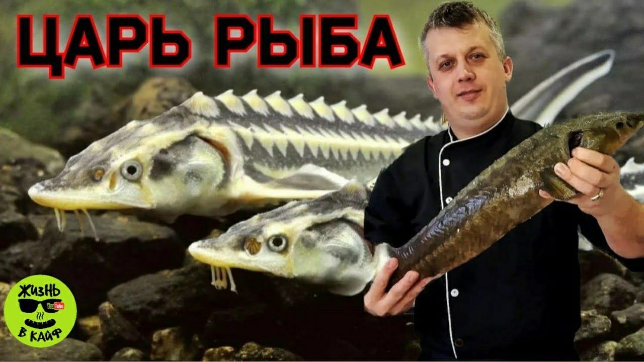 Как разделать Осетрину весом в 3 кг? #осетрина #осётр #Жизнь в Кайф смотреть онлайн