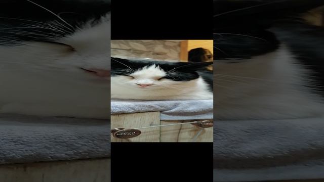 котики _20250118_175930 смотреть онлайн