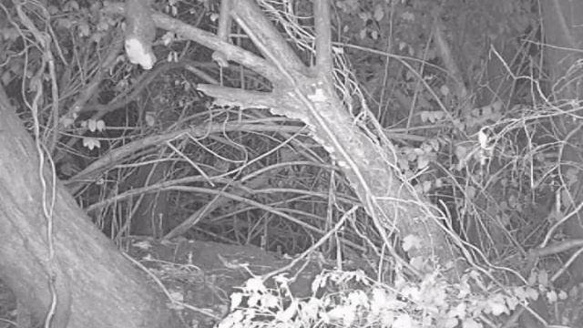 K3 Hunting and Trapping Opossum Cam смотреть онлайн