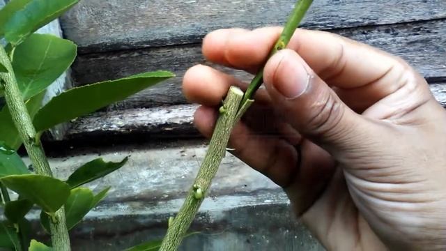 Bark Grafting Kaffir Lime On Citrus by Grafting Examples смотреть онлайн