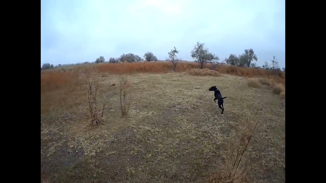 30.10.2024 ЧТО ДЕЛАТЬ? : ЛПХ В ОПАСНОСТИ смотреть онлайн