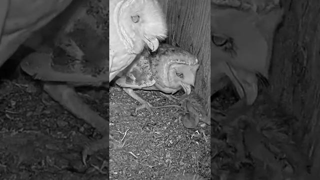 #shorts : Mommy #owl is happy to receive dinner смотреть онлайн