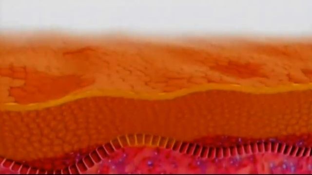 SkinCeuticals Phloretin CF смотреть онлайн