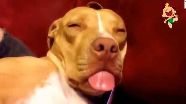 Смешные и умные собаки смотреть онлайн