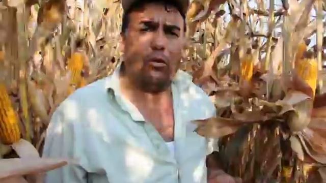 Agrisul 90 (% 90 Kükürt + % 10 Bentonit) смотреть онлайн