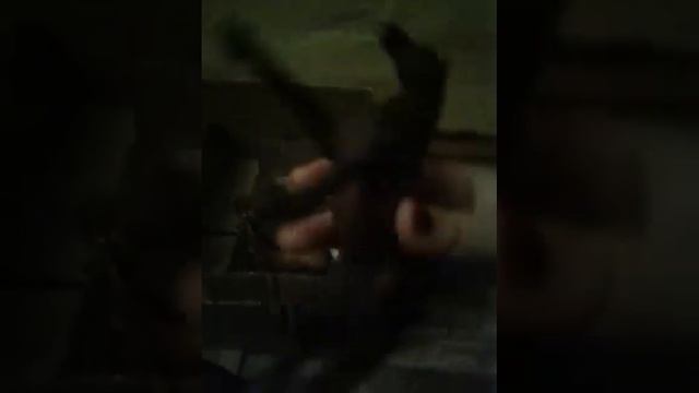 Обзор на конюшню для шляйх, и обычных лошадей смотреть онлайн