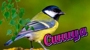 Синица. Лесная птица  Titmouse. Forest bird