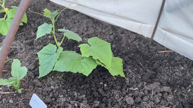 Огурцы АКТИВНО пойдут В РОСТ после этой ПОДКОРМКИ! Урожай будет отличный! смотреть онлайн