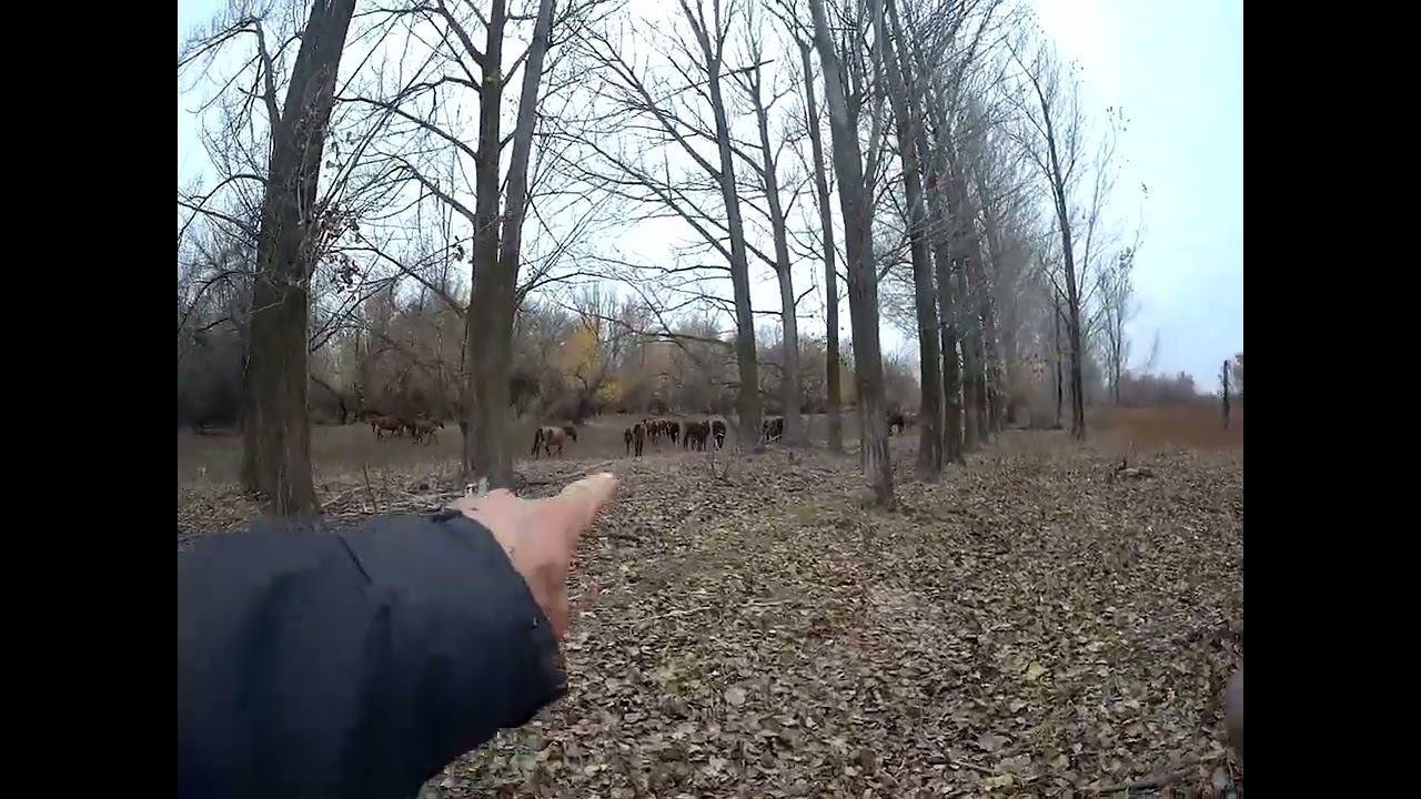 10.11.2024 ЧТО ДЕЛАТЬ? : ЛПХ В ОПАСНОСТИ смотреть онлайн