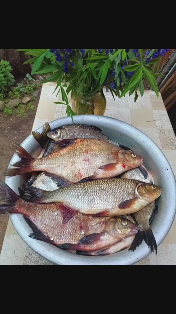 22 июня 2024 Рыбалка в ночное Вуокса