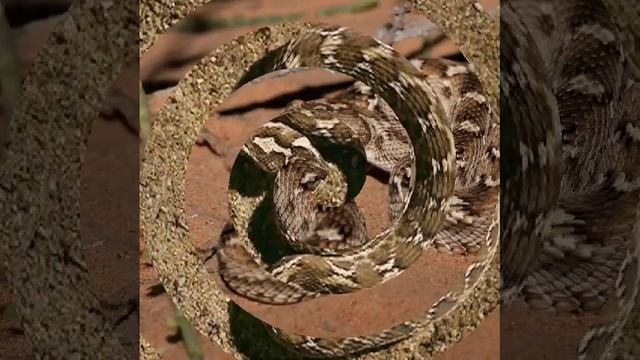 Эфа песчаная