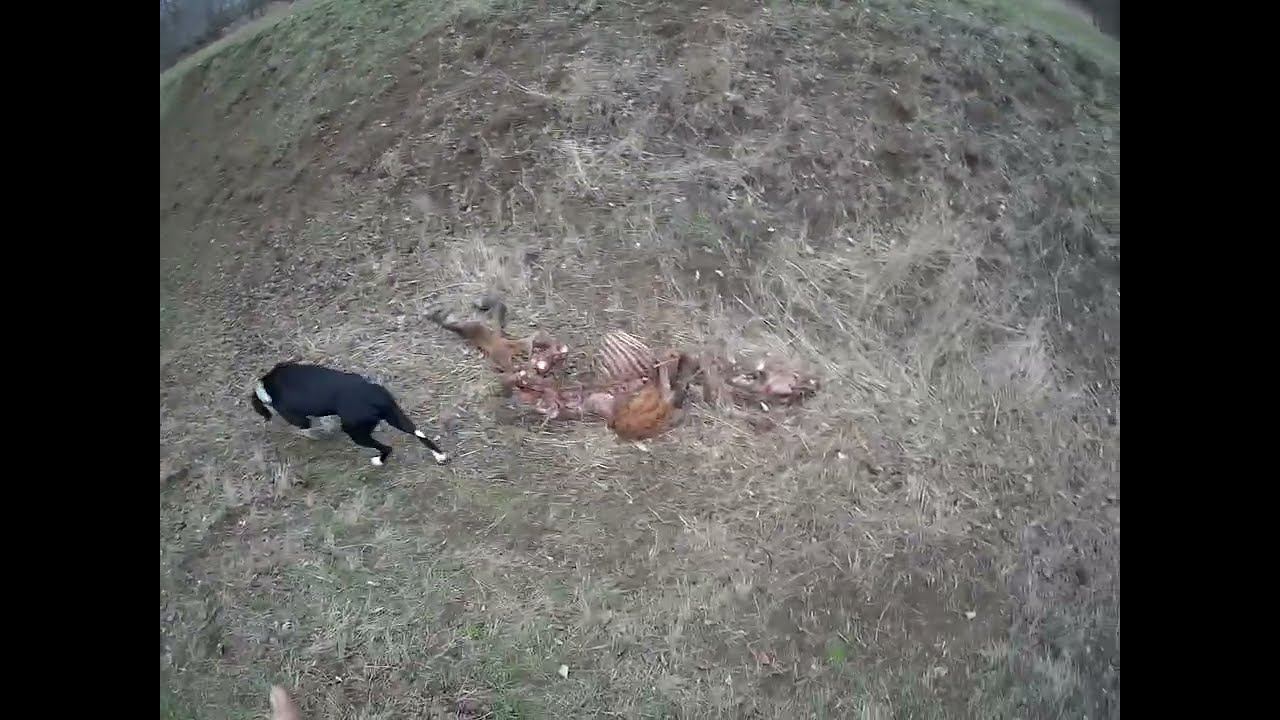 1.12.2024 Труп лошади ЧТО ДЕЛАТЬ? : ЛПХ В ОПАСНОСТИ смотреть онлайн