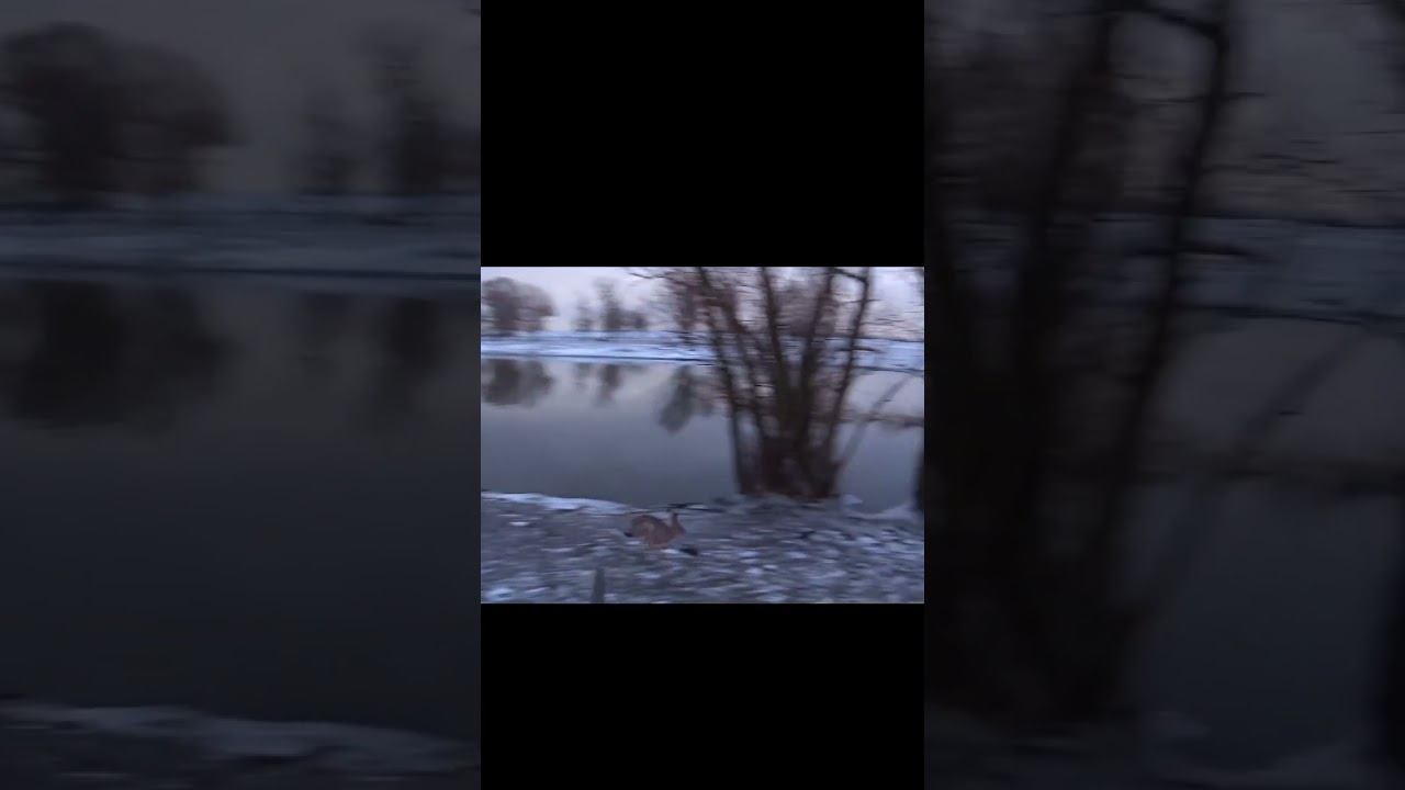 ДВА НЕАДЕКВАТНЫХ ЗАЙЦА И УТКА !!! #shorts смотреть онлайн