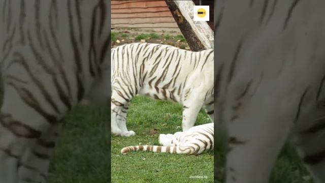White Tiger | very rare beautiful white Tiger Captive in the zoo #rare #whitetiger #bigcat смотреть онлайн