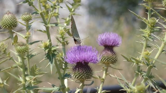 Татарник и бабочка. смотреть онлайн