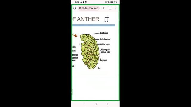 CPGET-2024 EMBRYOLOGY - INTRODUCTION TO PLANT EMBRYOLOGY -DR.A.SHAILAJA, Asst.Professor,GDC SIDDIPE смотреть онлайн