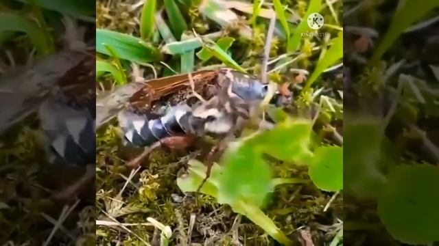 Zombie Insect infected by Fungus | THE ENTOMOLOGIST - Sarmad Ali Koondhar | смотреть онлайн