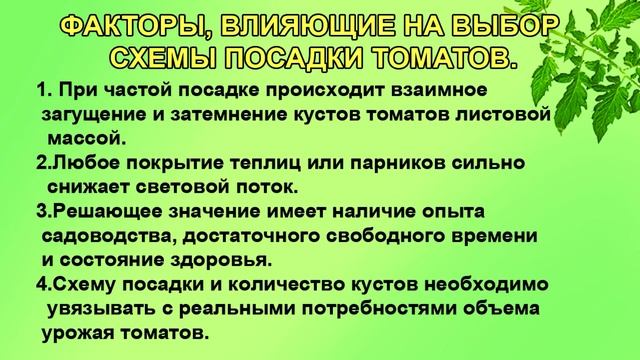 Томаты Выбор схемы посадки Начинающим смотреть онлайн