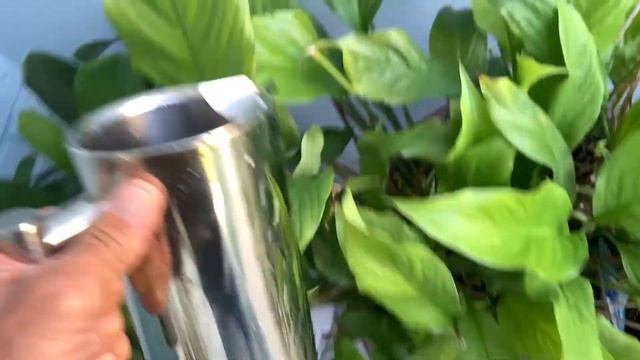 How To Use Coffee Grounds To Stop Snails From Eating Your Peace Lilies