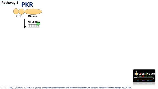 Protein Kinase R (PKR) || PKR Structure, Function and Pathways смотреть онлайн