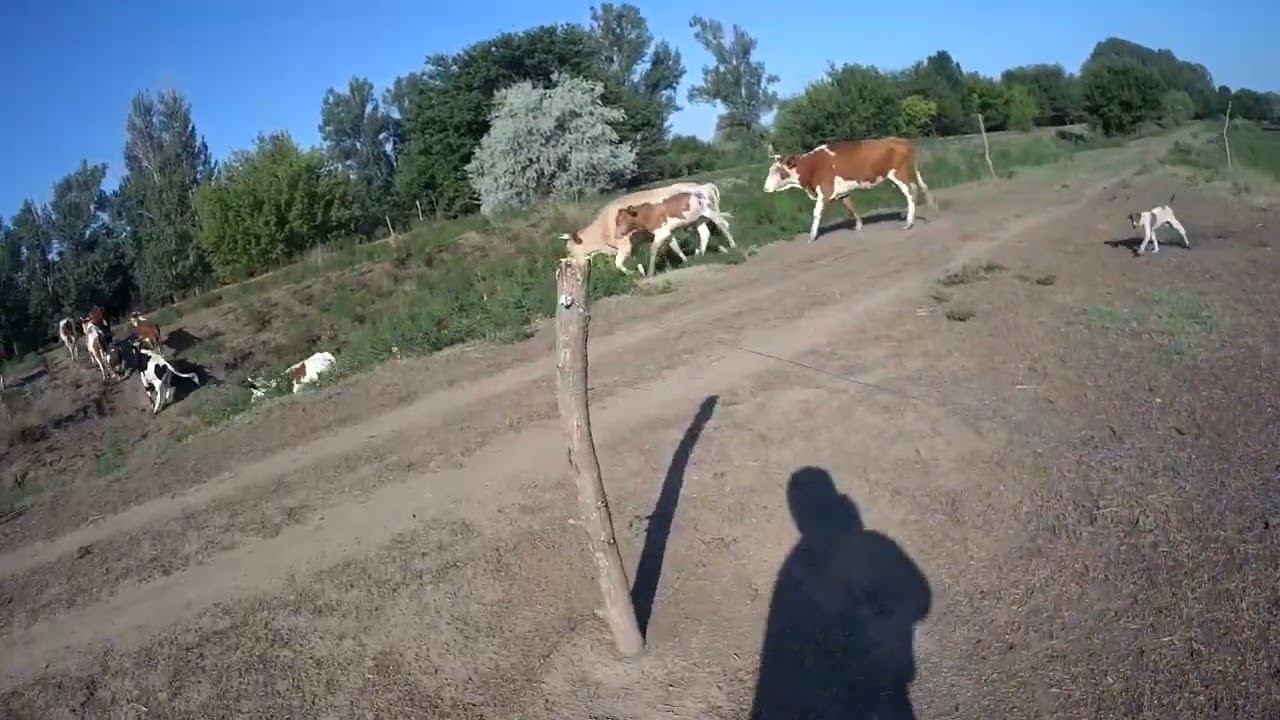 26.07.2023 ЧТО ДЕЛАТЬ? : ЛПХ В ОПАСНОСТИ смотреть онлайн