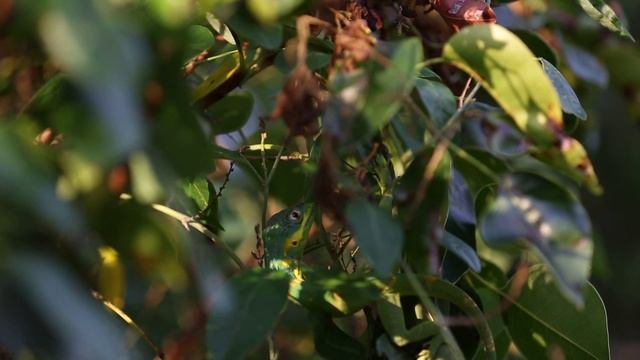 Anolis equestris potior смотреть онлайн