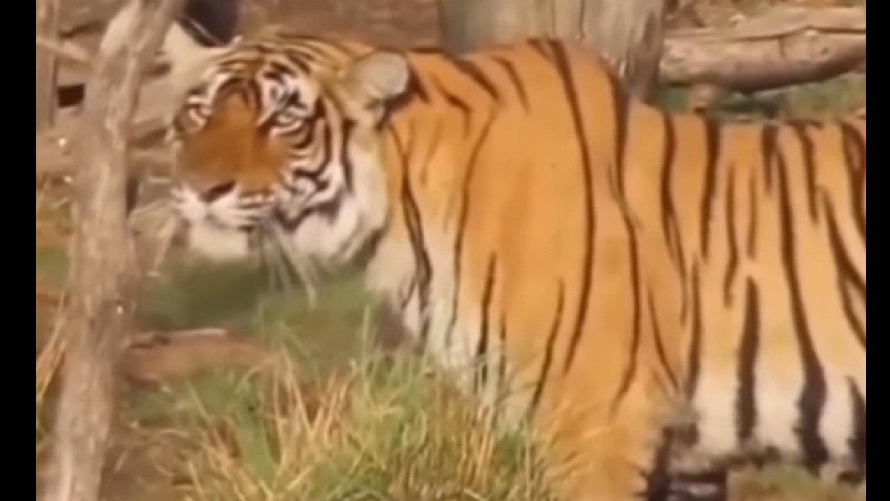 ПОЛОСАТЫЙ ПОДКРАЛСЯ НЕЗАМЕТНО