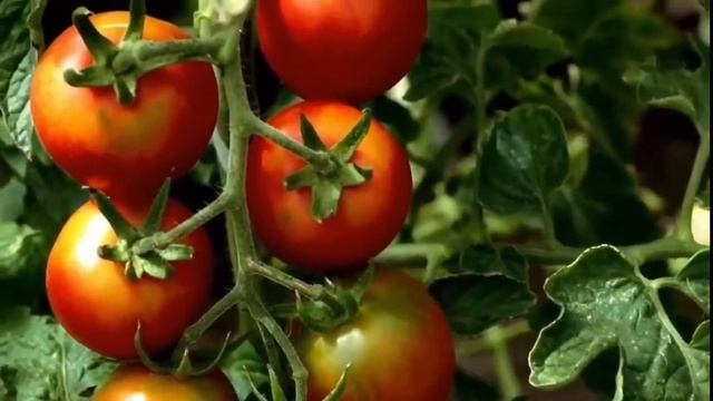 Компания по производству современных тепличных комплексов смотреть онлайн