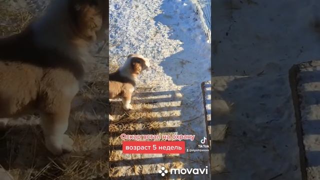 охранник смотреть онлайн