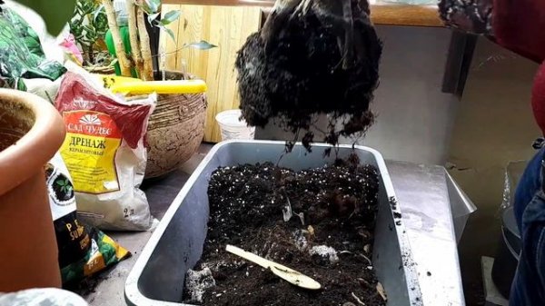 Пересадка фикуса Мокламе . Меняем грунт для роста побегов