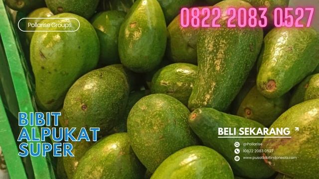 0822.2083.0527 (TSEL) Tempat , Harga Bibit Pohon Alpukat Mentega смотреть онлайн