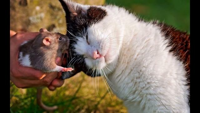 Привет любишь котиков? Тогда это видео для тебя! смотреть онлайн