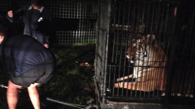Flavio the Tiger Goes to the Vet in Gainesville смотреть онлайн