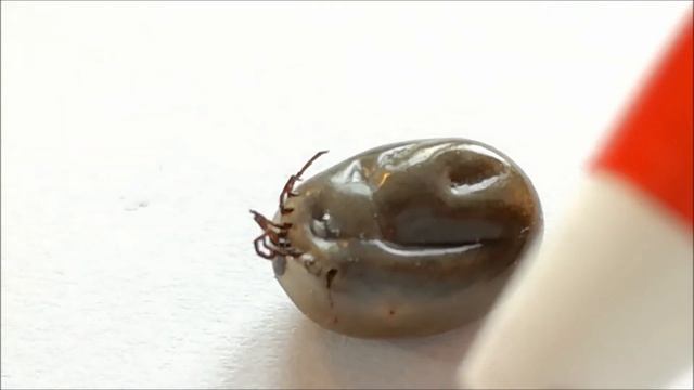 Ixodes ricinus tick - well fed & full of blood смотреть онлайн
