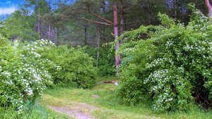 Виктор Третьяков - Единственная