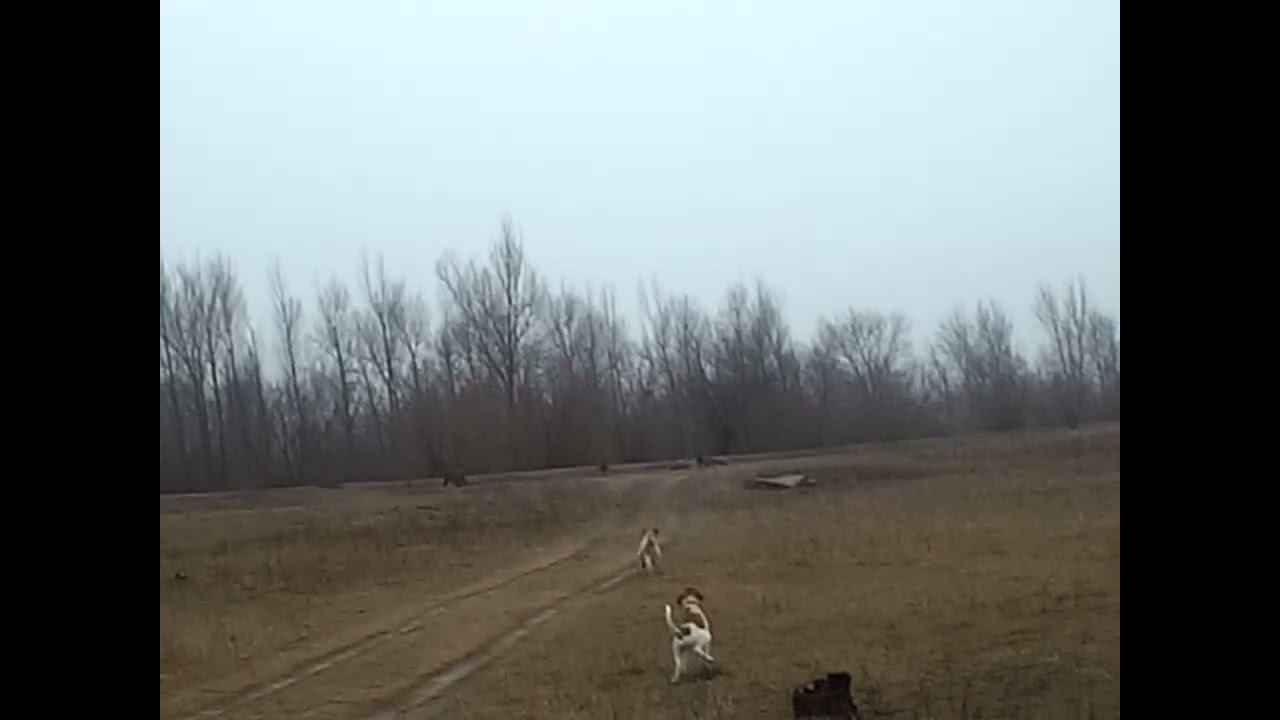 16.03.2024 ЧТО ДЕЛАТЬ? : ЛПХ В ОПАСНОСТИ смотреть онлайн