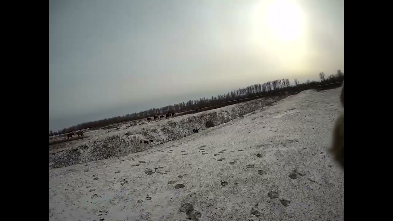 22.01.2024 ЧТО ДЕЛАТЬ? : ЛПХ В ОПАСНОСТИ часть 2 смотреть онлайн