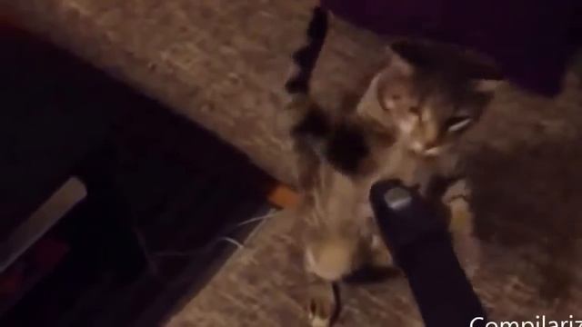 cat and vacuum cleaner all video 2014 смотреть онлайн