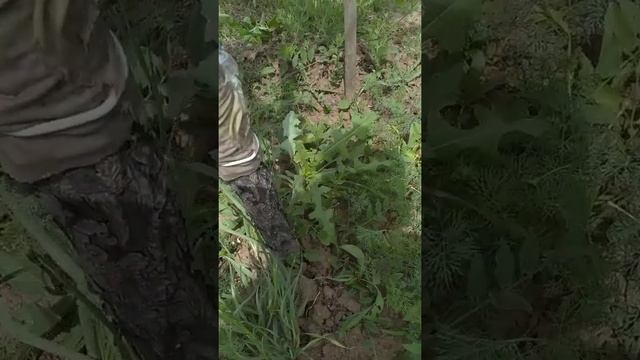 растительное масло от муравьёв. смотреть онлайн