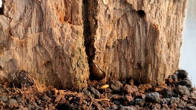 Микромата зеленоватая (Micrommata virescens) описание паука смотреть онлайн