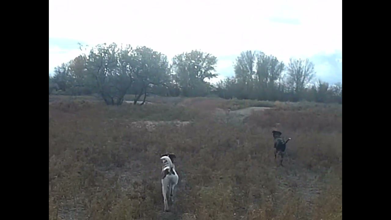 25.10.2024 ЧТО ДЕЛАТЬ? : ЛПХ В ОПАСНОСТИ смотреть онлайн