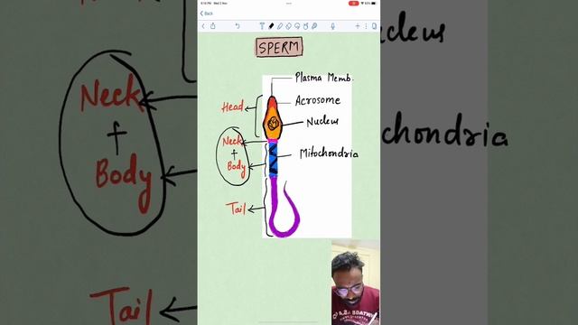 Structure Of Sperm I Human Reproduction I #biology #neet #ncert